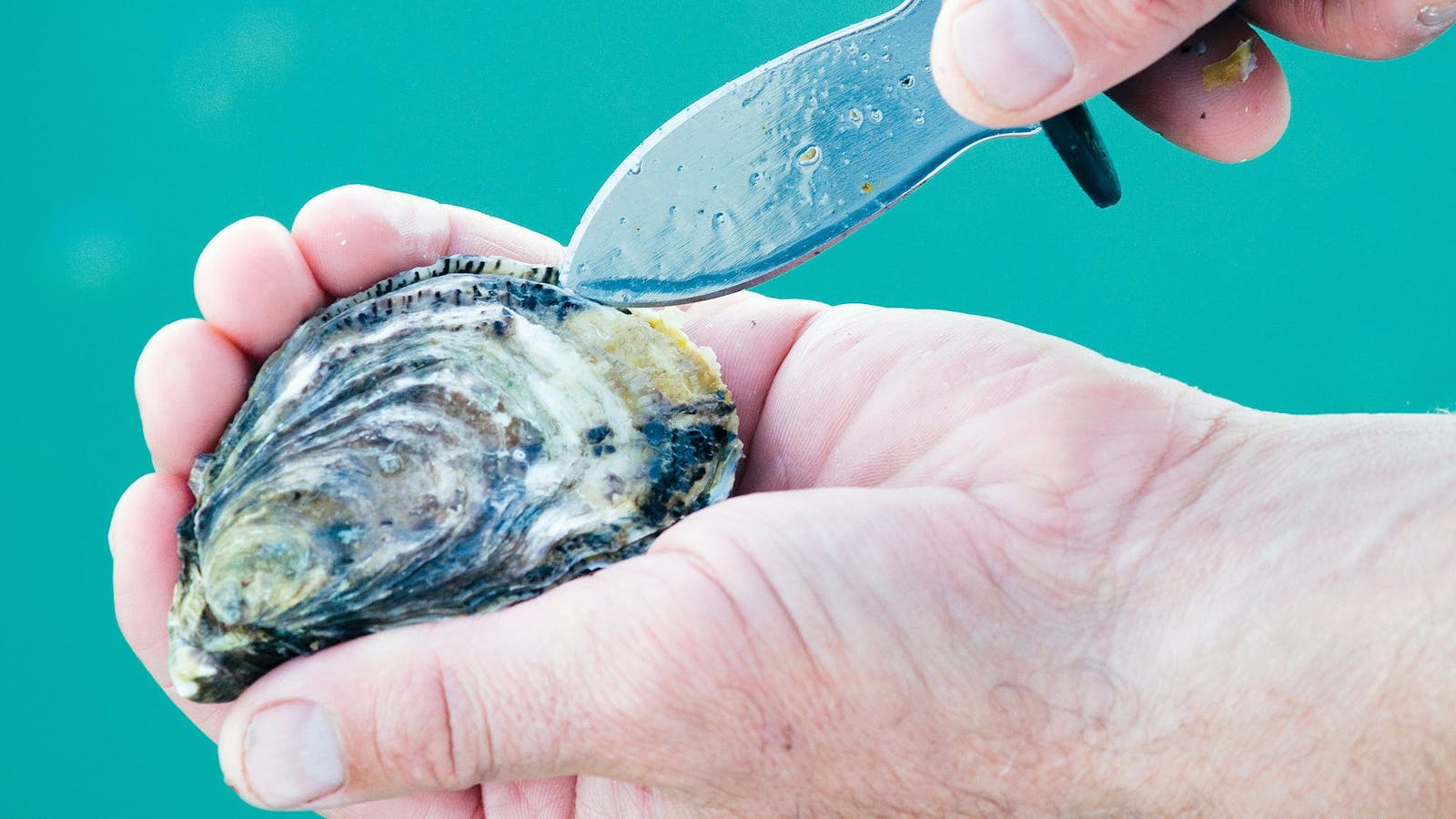fresh oysters