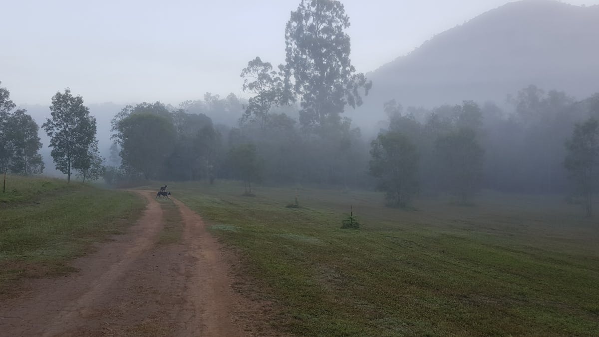 Mysterious misty mornings are a great delight.