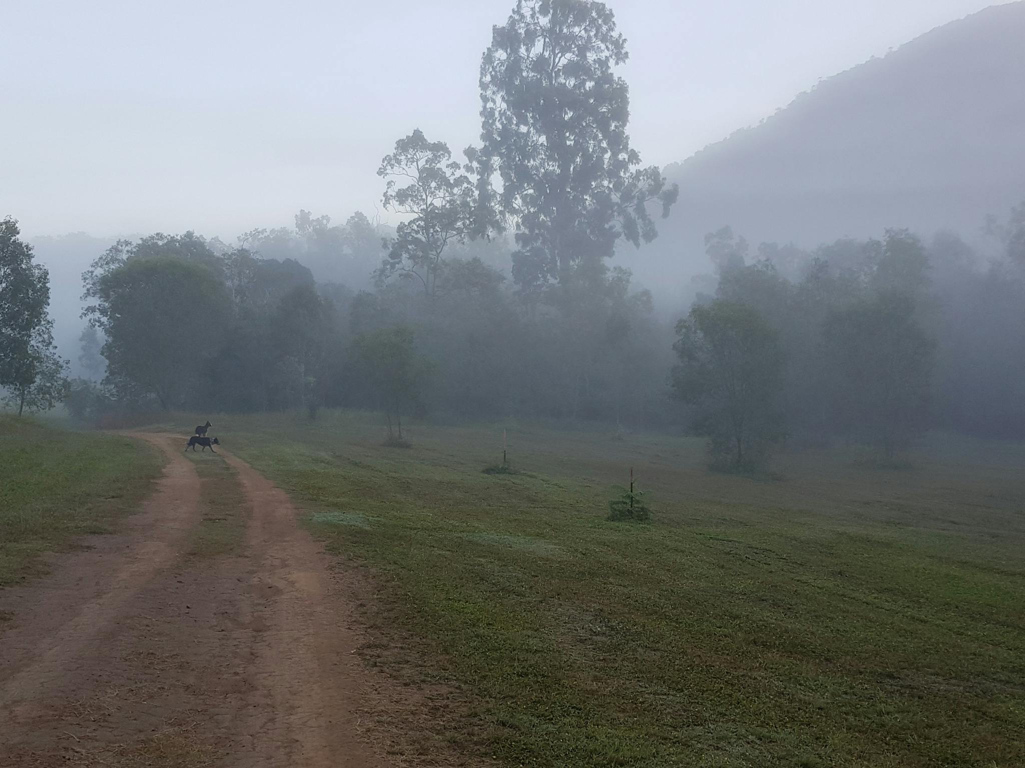 Mysterious misty mornings are a great delight. Mysterious misty mornings are a great delight.