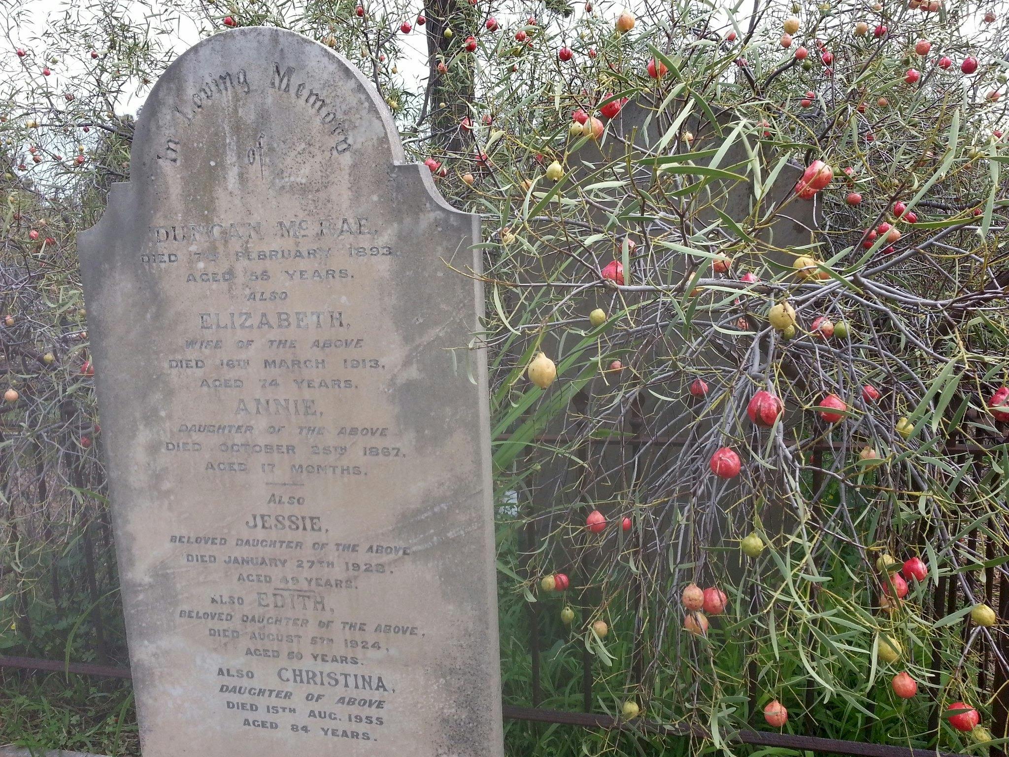 Rare Quandong bushes in fruit between the historic grave sitess