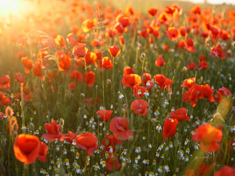 Anzac Day