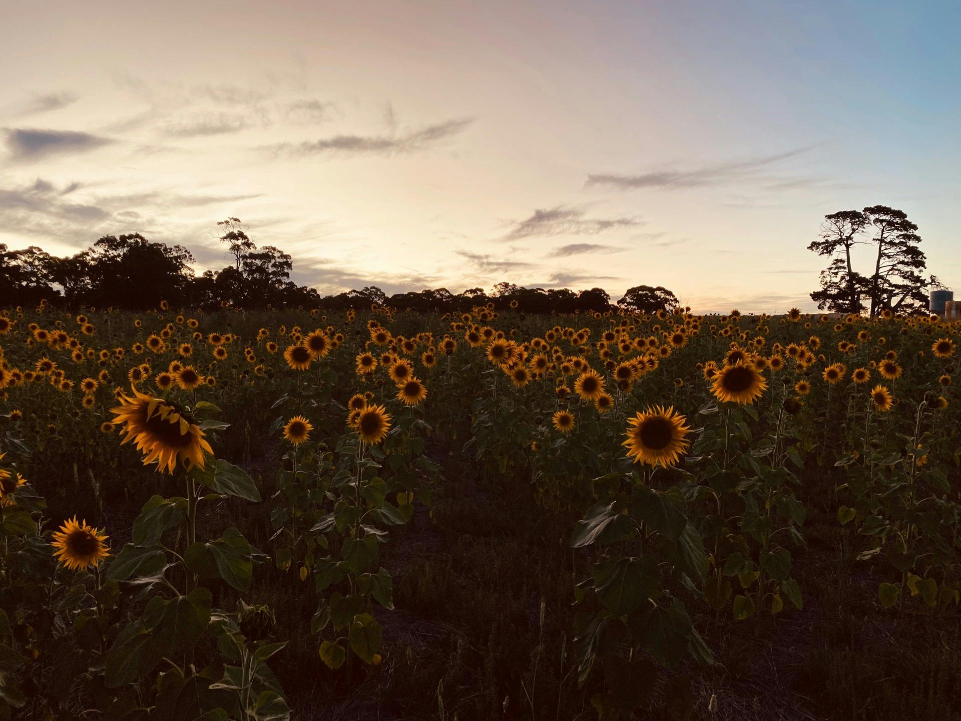 Sunflowers at dusk