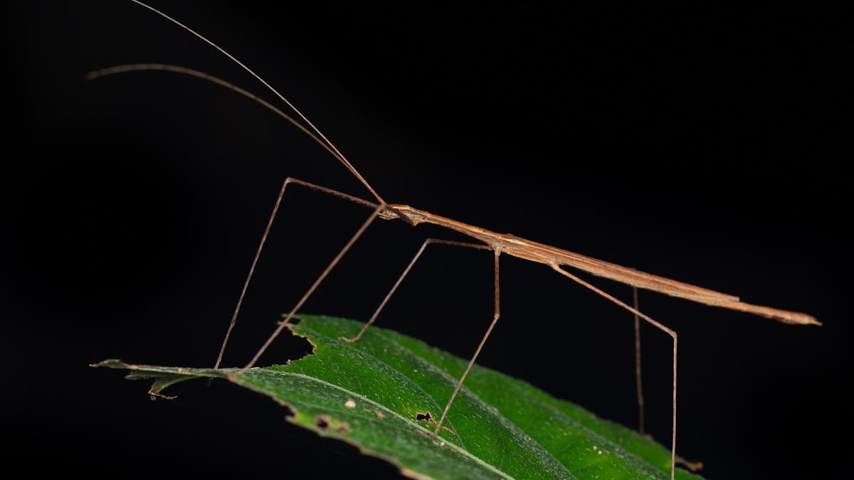 Cyclone Larry Stick Insect on a leaf
