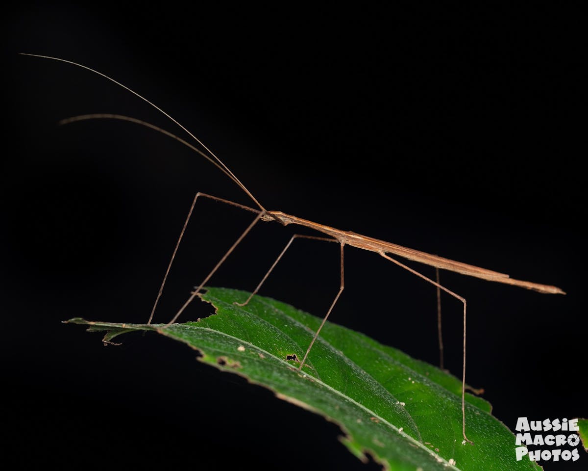 Cyclone Larry Stick Insect on a leaf