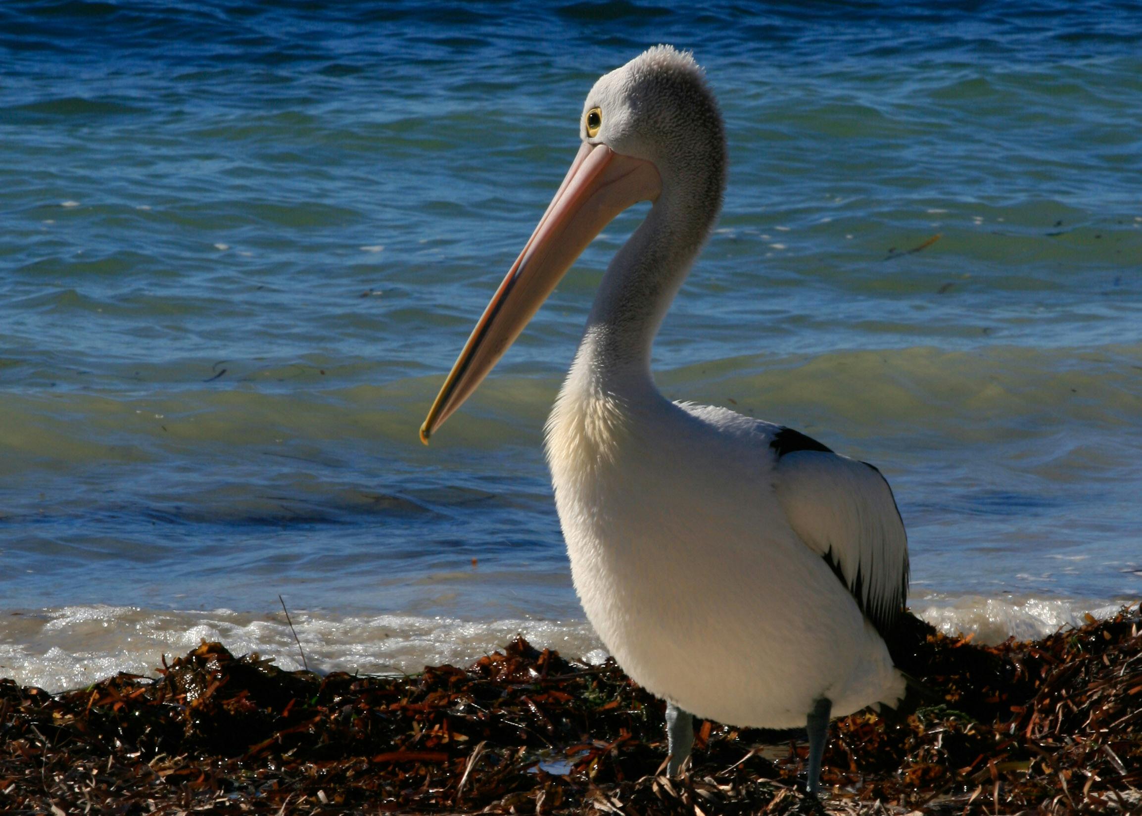 Pelican gazes out to sea