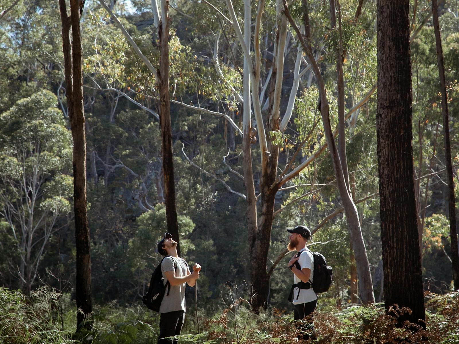 Image for Summer Forest Bathing/Shinrin-Yoku at Dharawal National Park