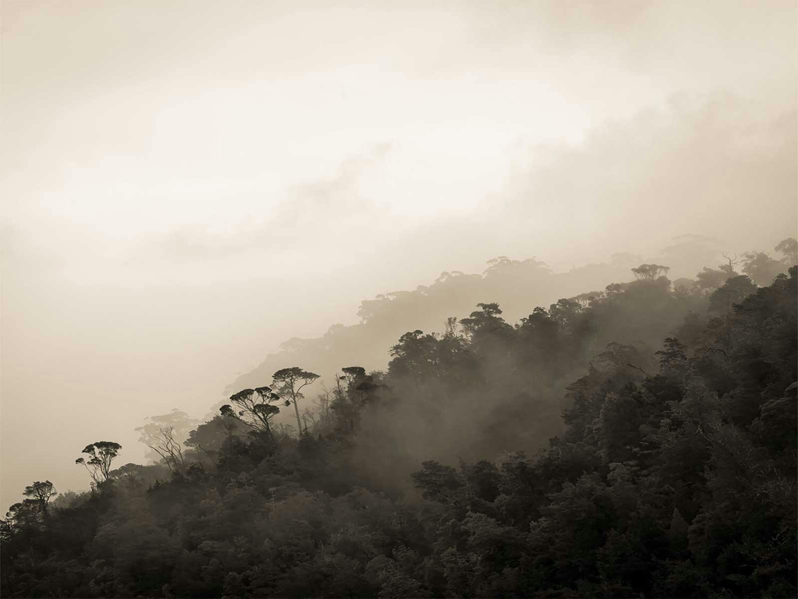 View from the Pieman River