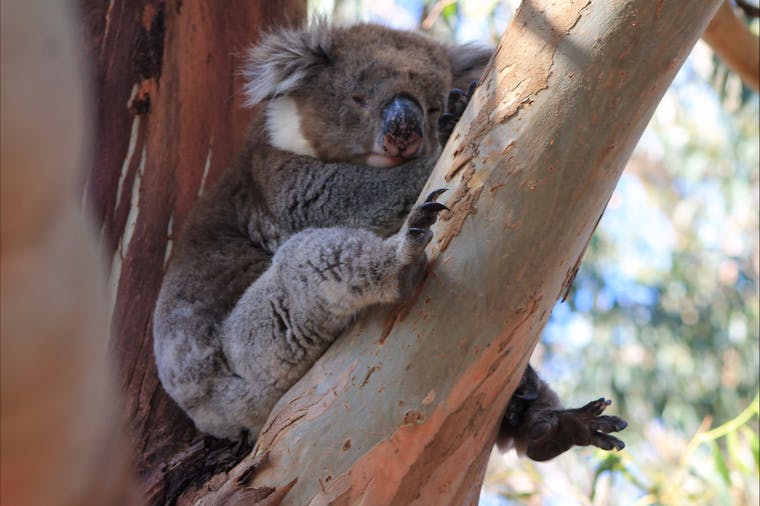 4 day Fleurieu Peninsula Kangaroo Island and Adelaide Hills Private Tour