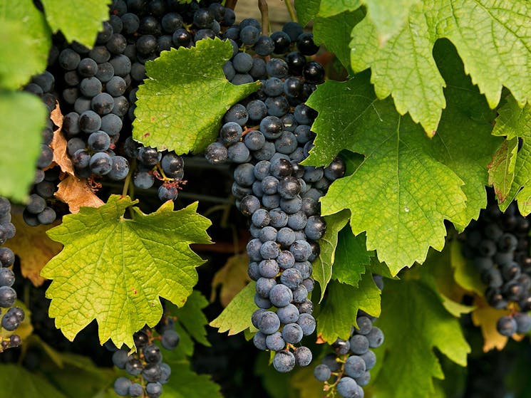 Ripe grapes ready to be harvested