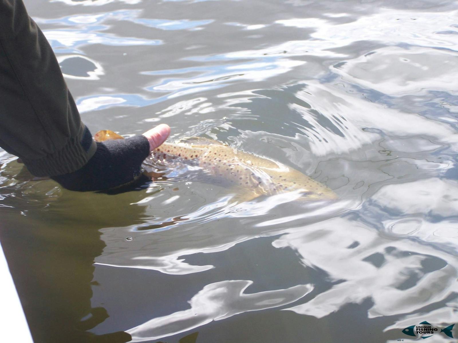 Catch and release in Tasmania