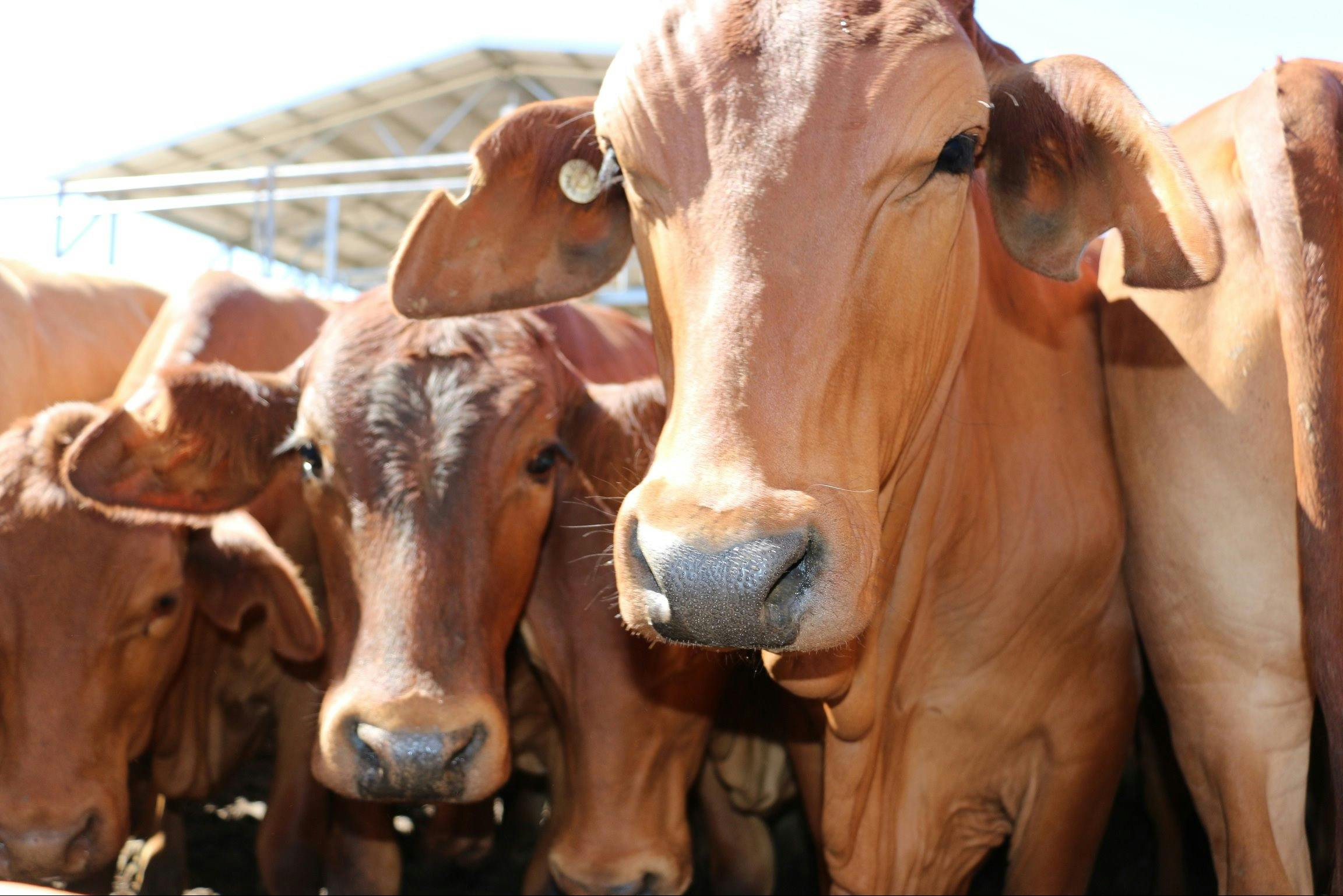 Roma Saleyards, Roma QLD