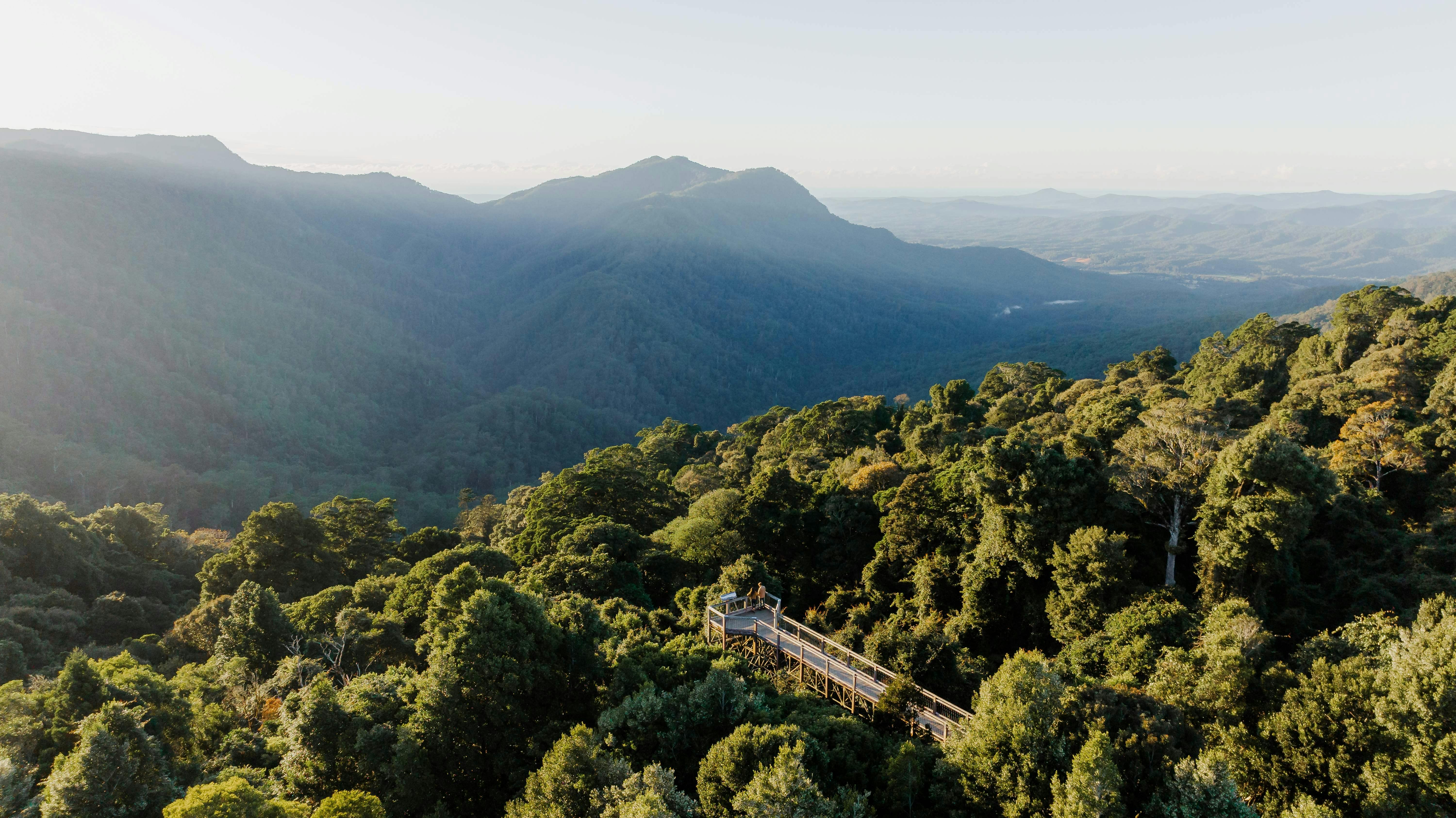 Dorrigo Skywalk