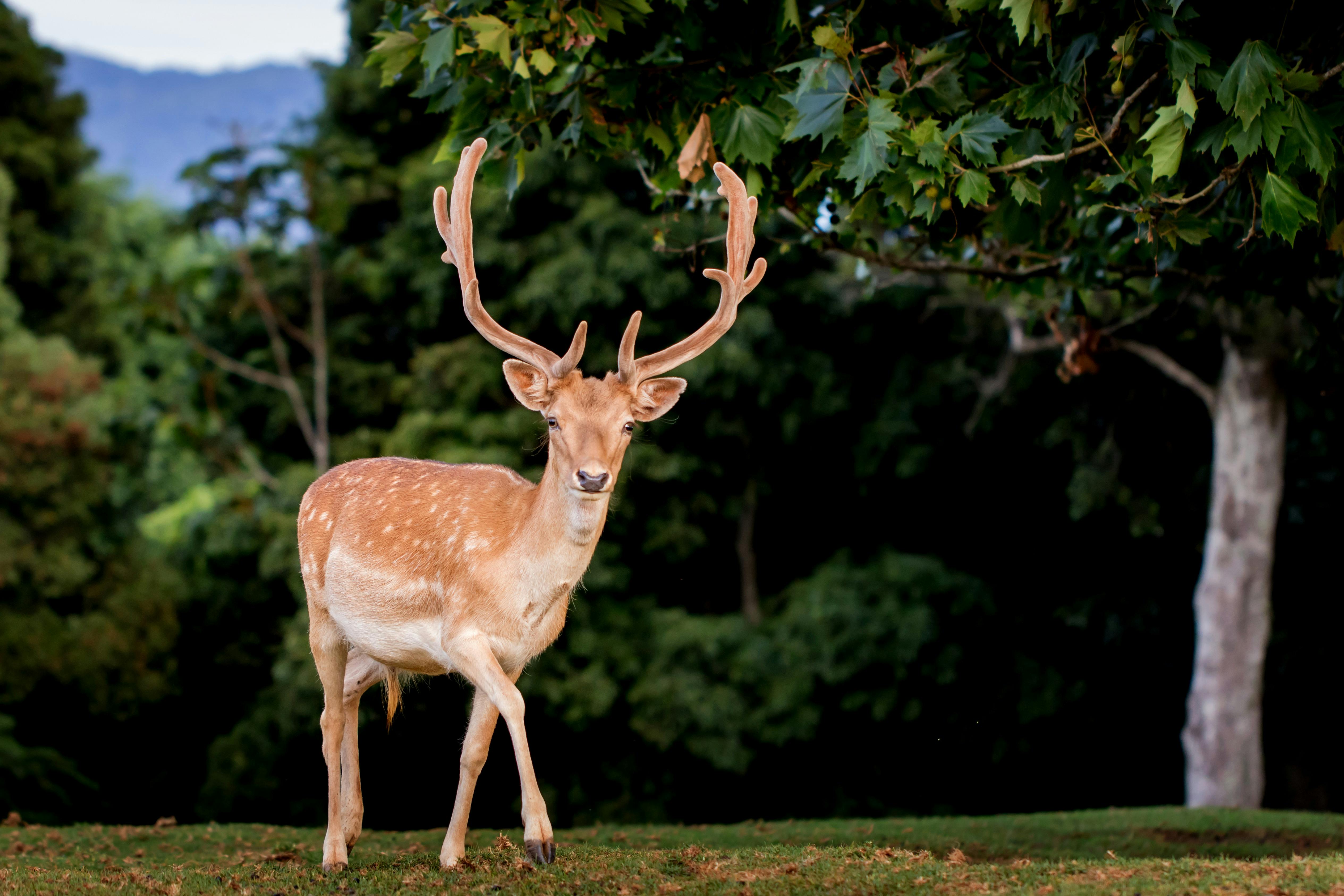 ルックアウト マウンテン リトリート