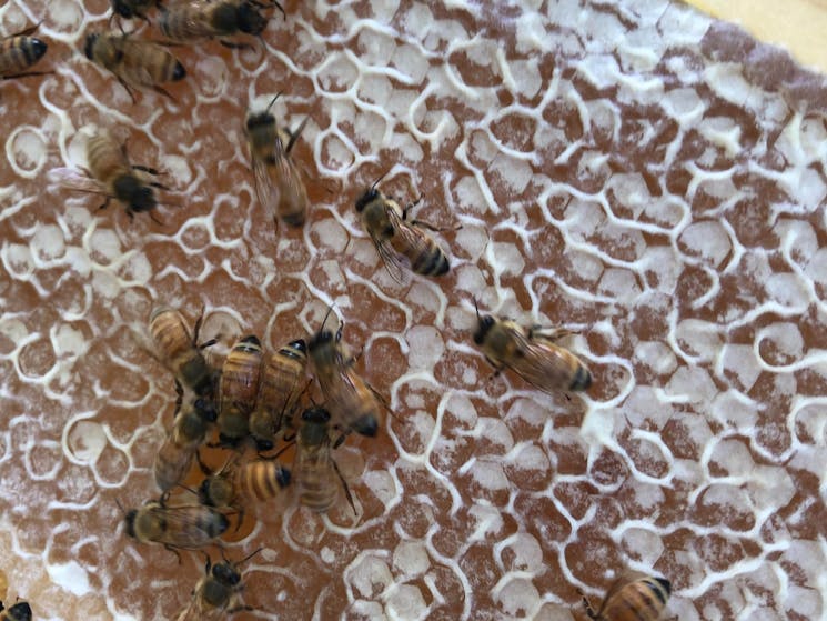 Bees on honeycomb in the Capertee Valley