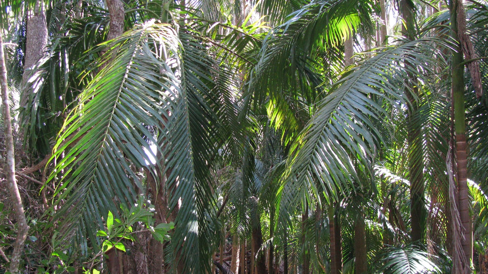 The Palms National Park