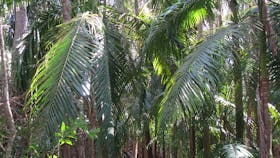 Picabeen palm forest.