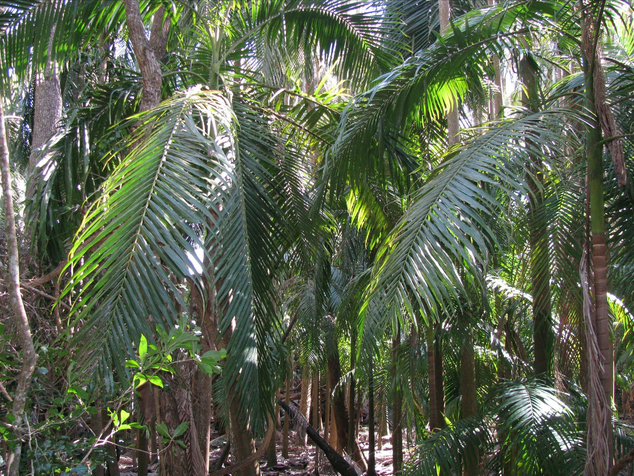 Picabeen palm forest.