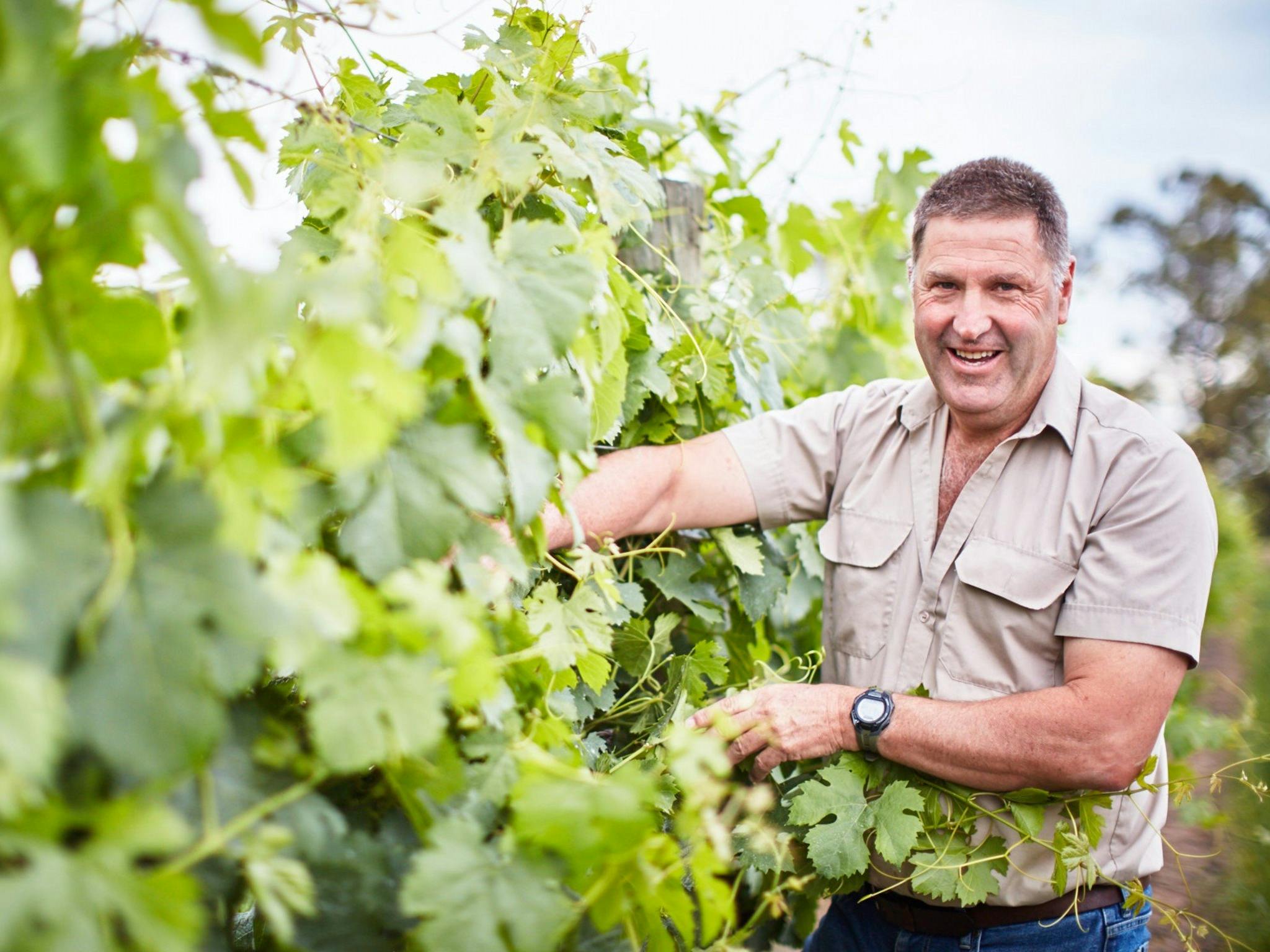 Winemaker, Andrew smiles as he inspects inside the vines canopy.
