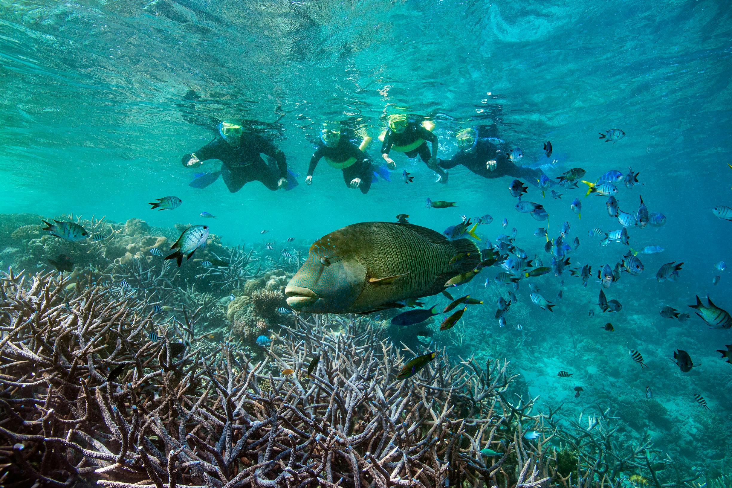 Whitsundays Family Reef Tours