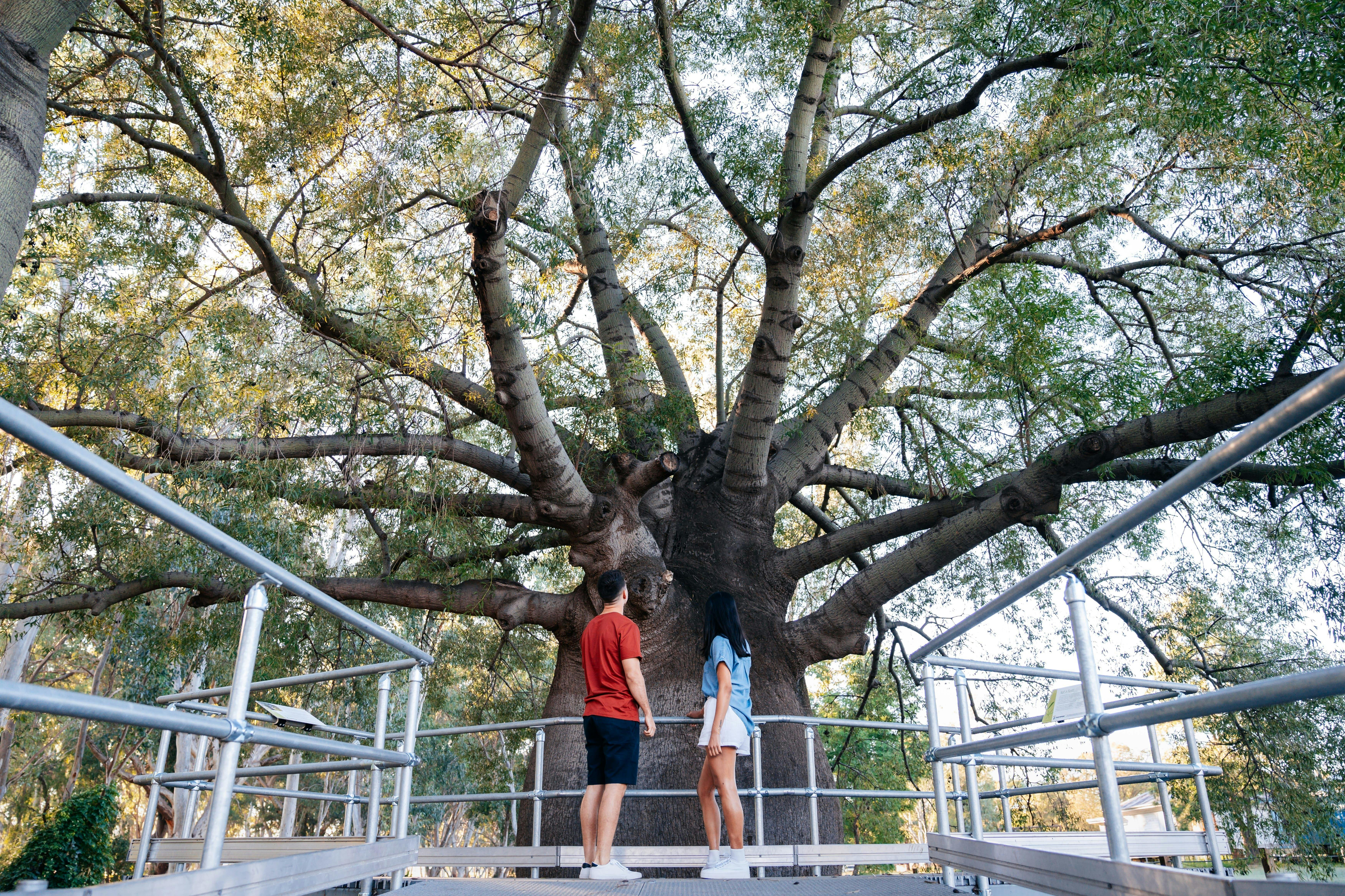Roma's Largest Bottle Tree
