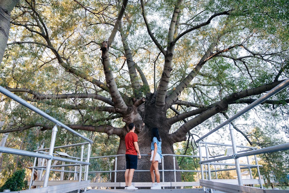 Roma's Largest Bottle Tree