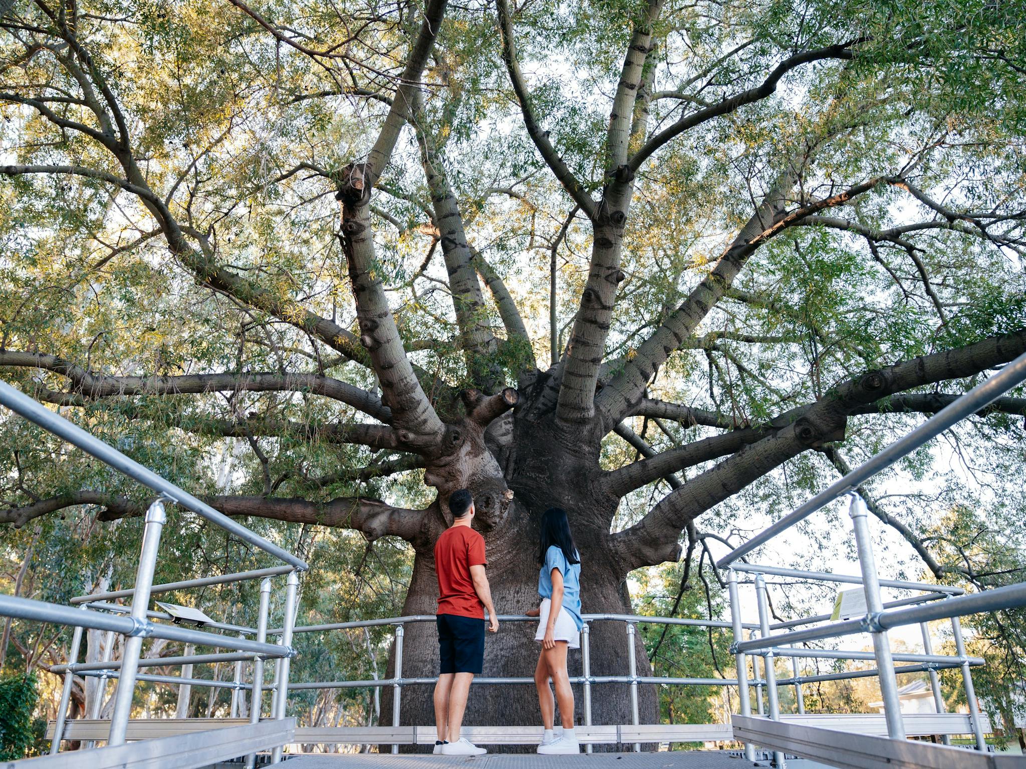 A couple looking at Roma's Largest Bottle Tree A couple looking at Roma's Largest Bottle Tree