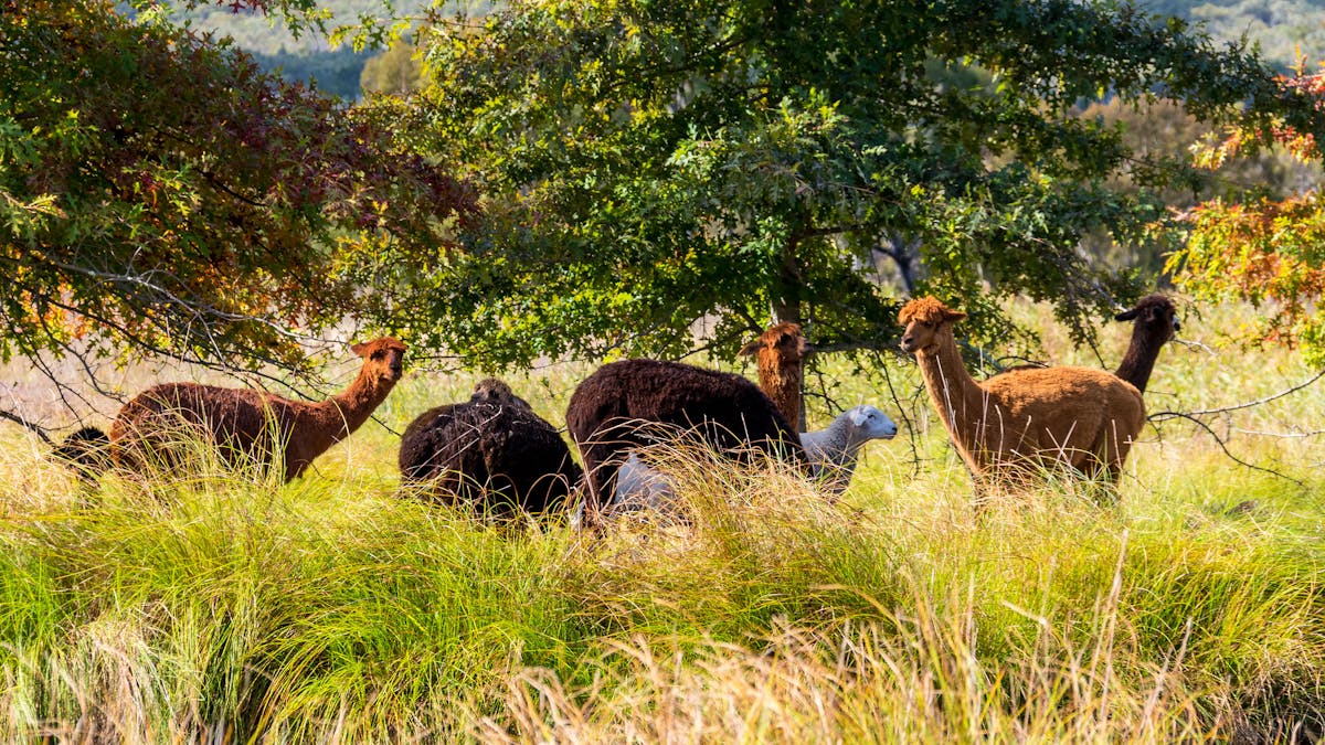 Alpacas at Sabos