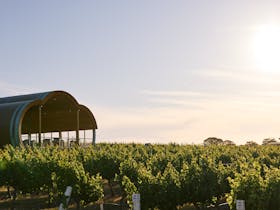 Cellar Door and vines