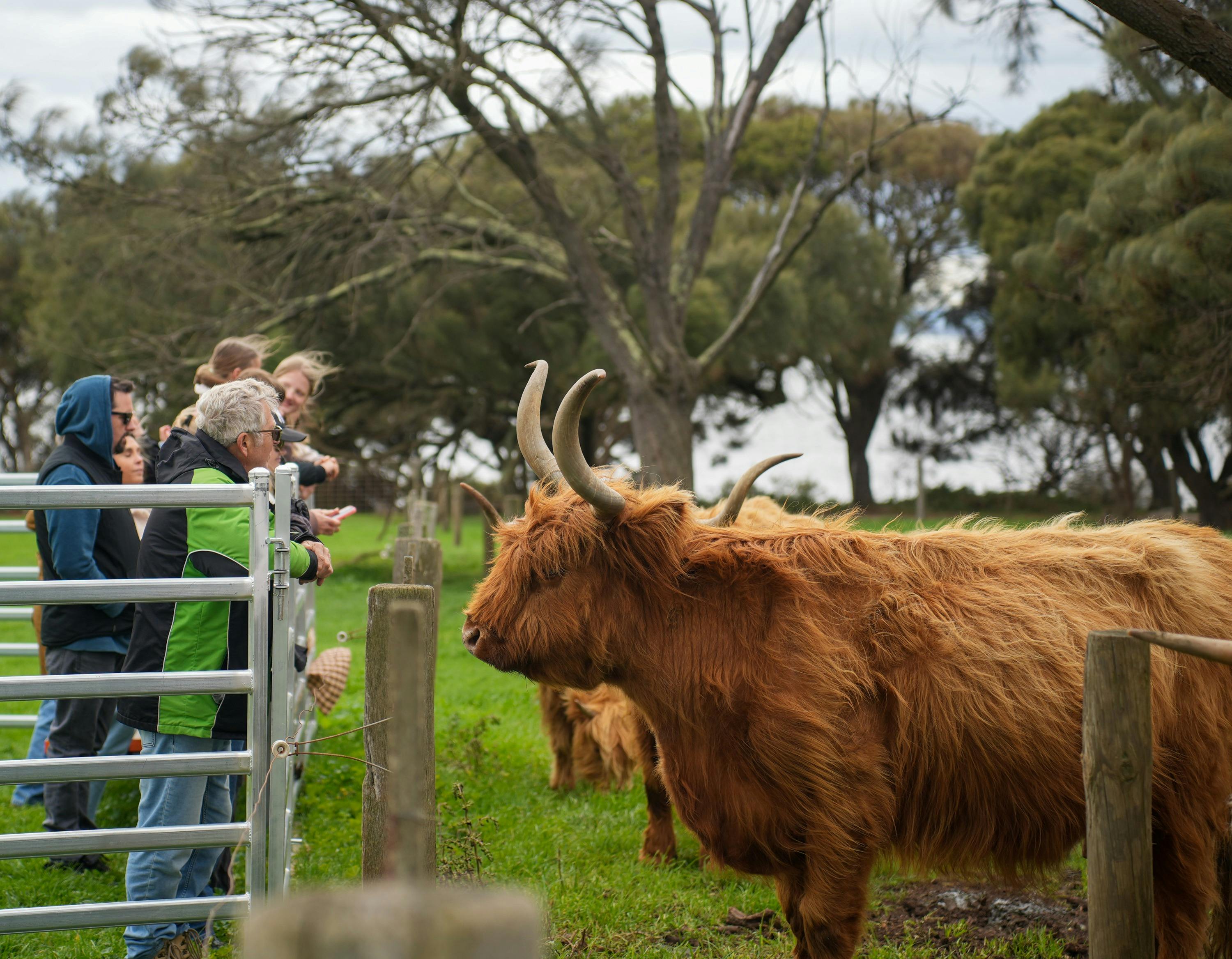 Highland cow looking at visitors behind a fence