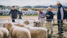 Sheep dorset school