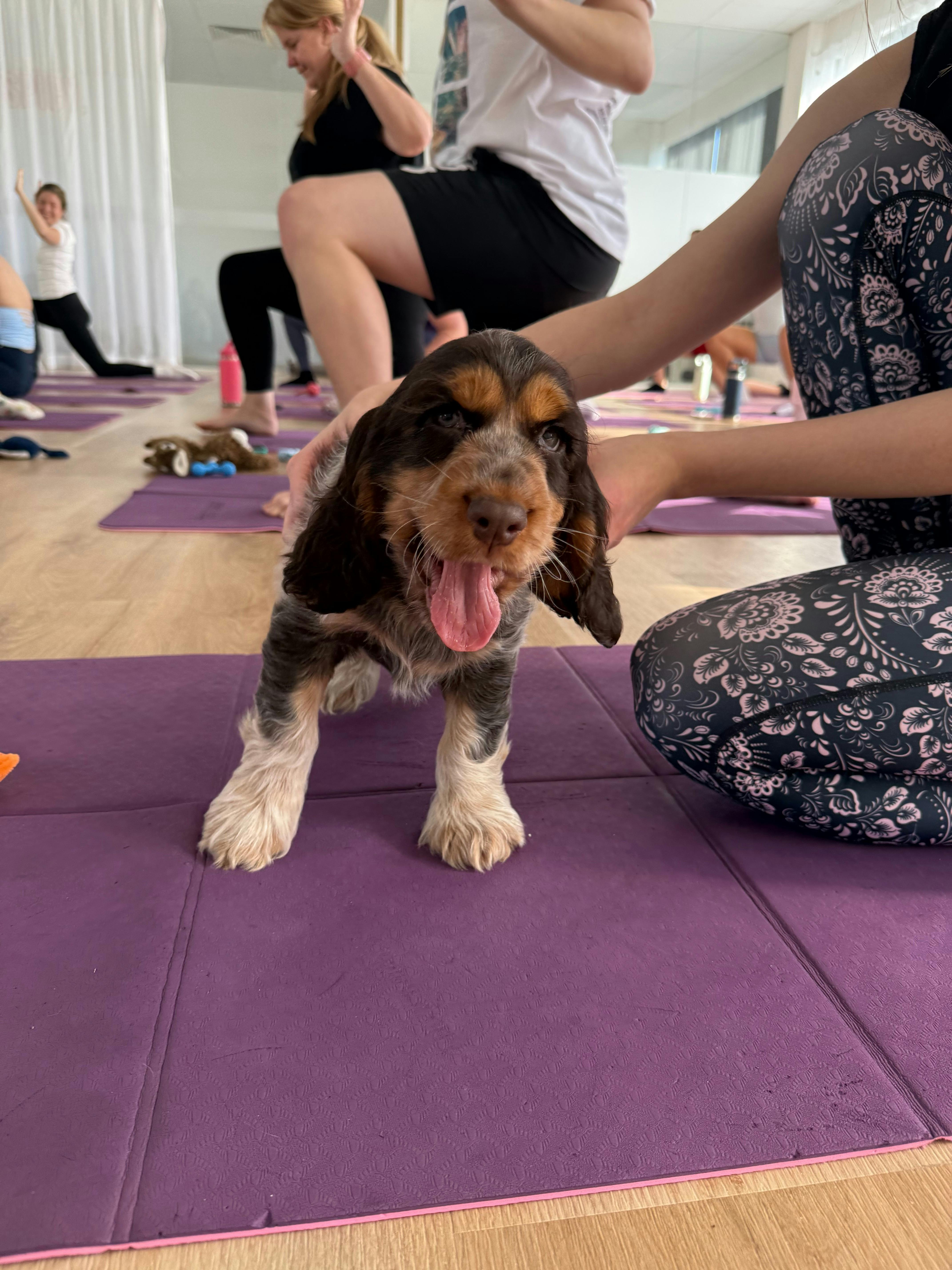 Puppy cuddles beside the mats at a Yoga Paws Sunshine Coast session.