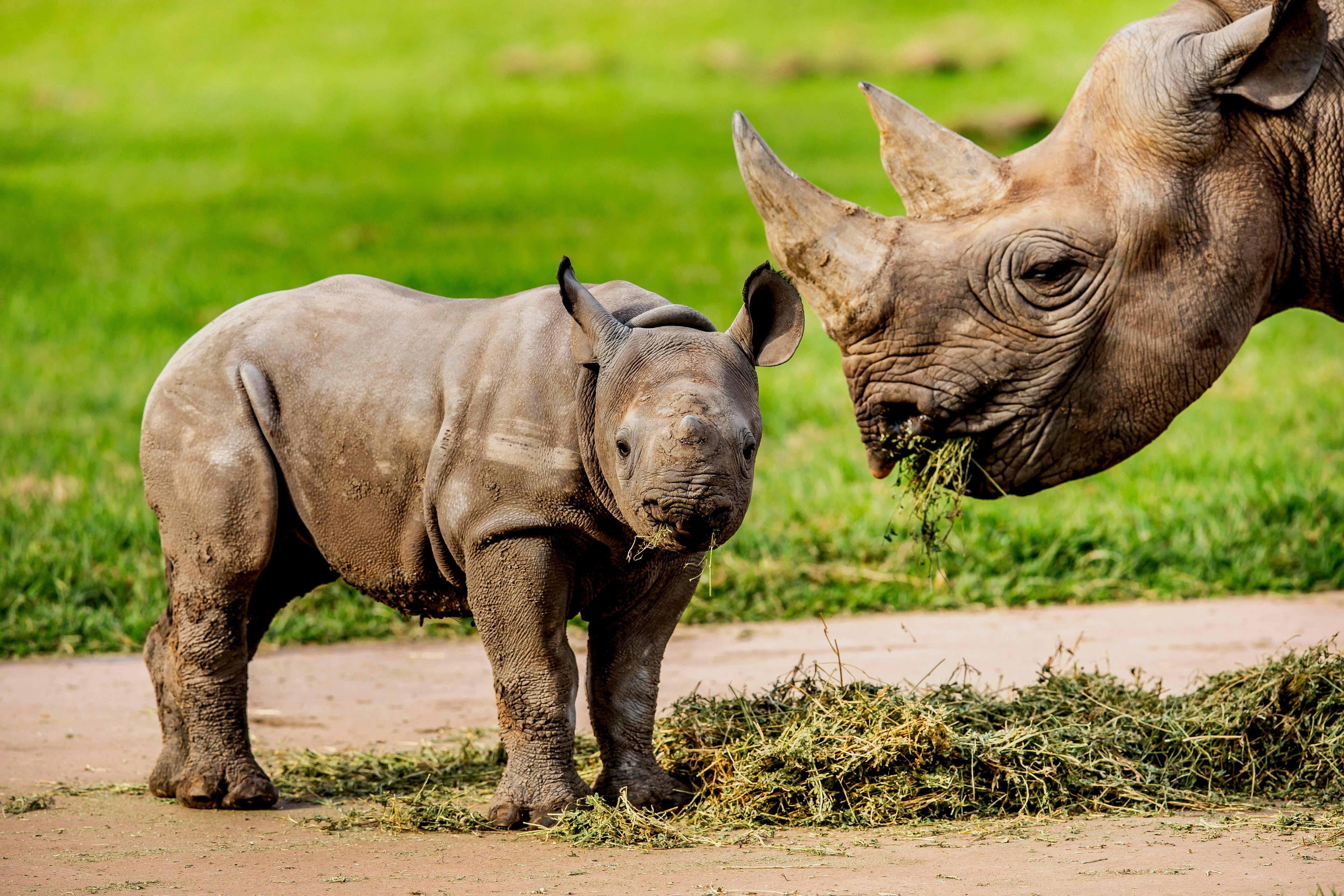 達博塔龍加西部平原動物園的黑犀牛