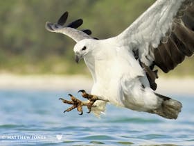 A huge White-bellied Sea Eagle strikes a fish just a few metres away from the camera A huge White-bellied Sea Eagle strikes a fish just a few metres away from the camera