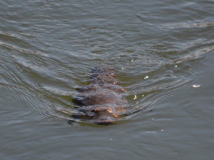 Platypus found in River