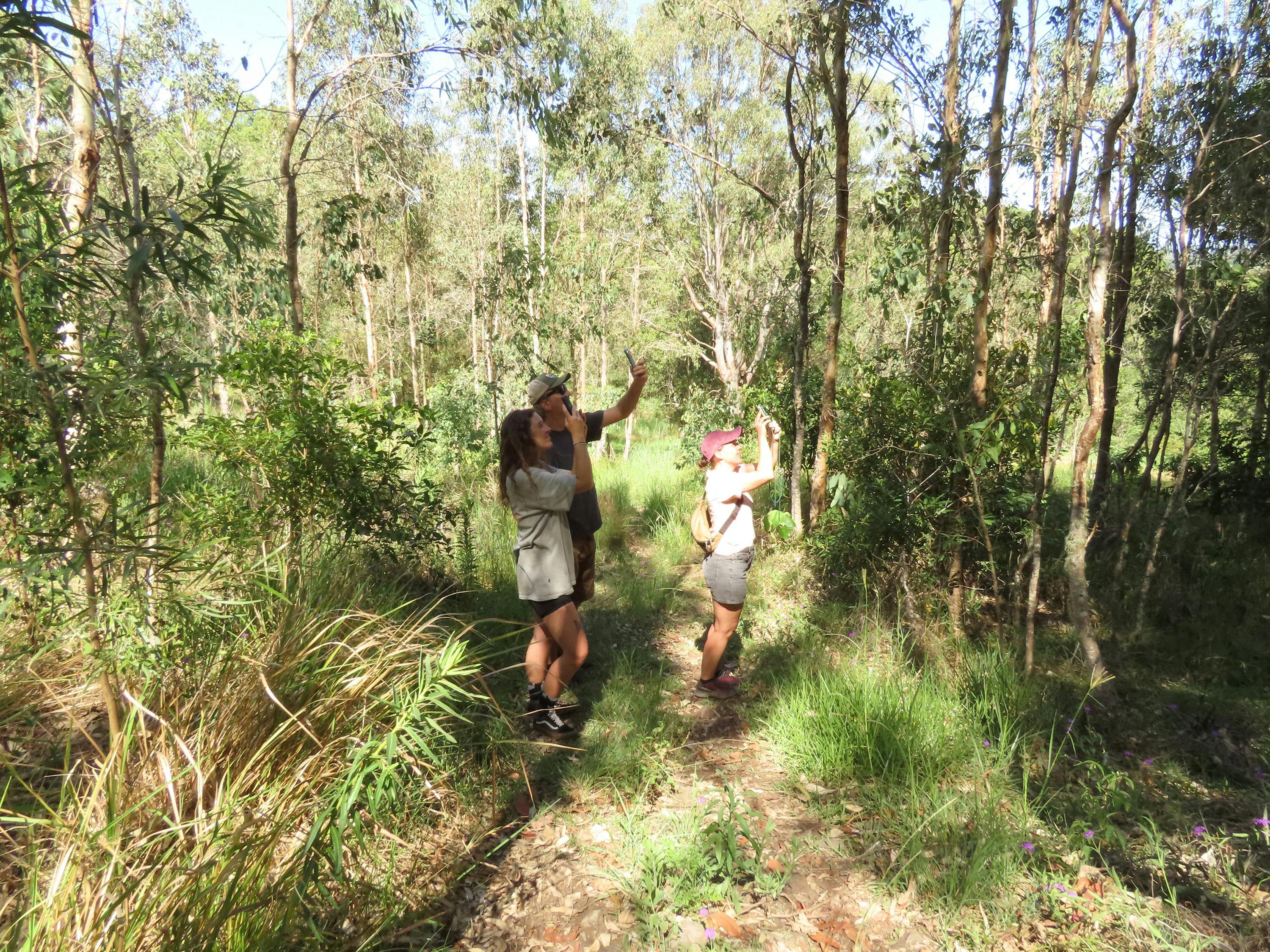 3 people standing on an open track with phones taking photos of a koala high in the trees nearby