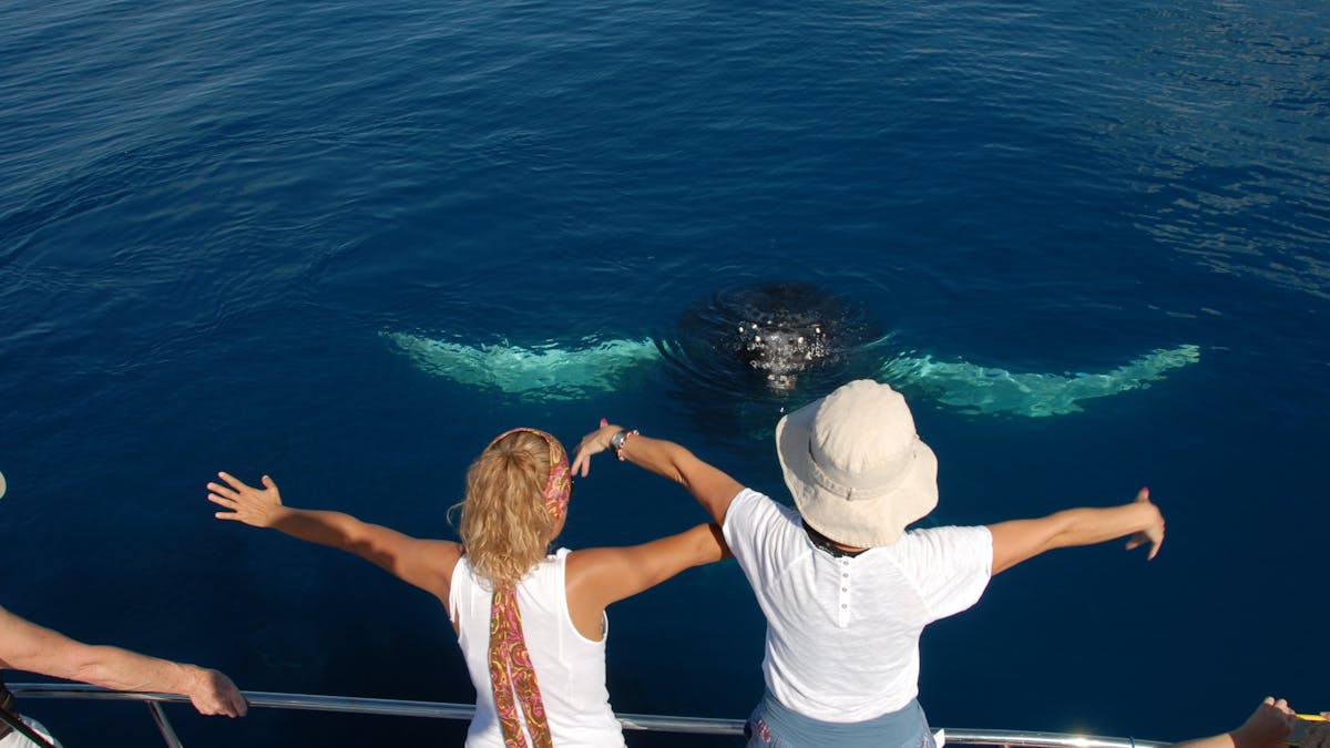 Whale encounter
