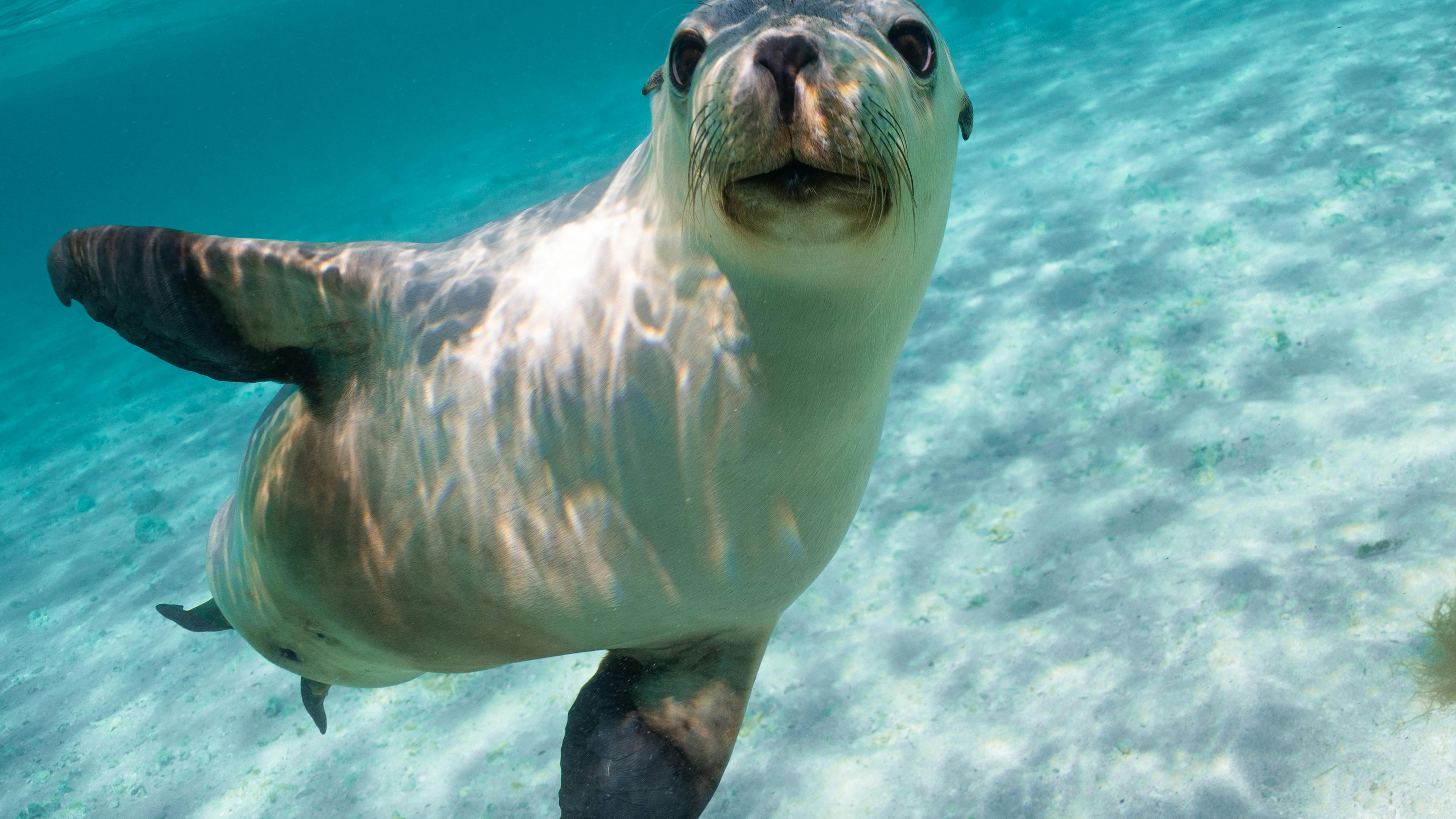アシカとのふれあいツアー - 観光ツアー - Tourism Western Australia, image size:4098x2305