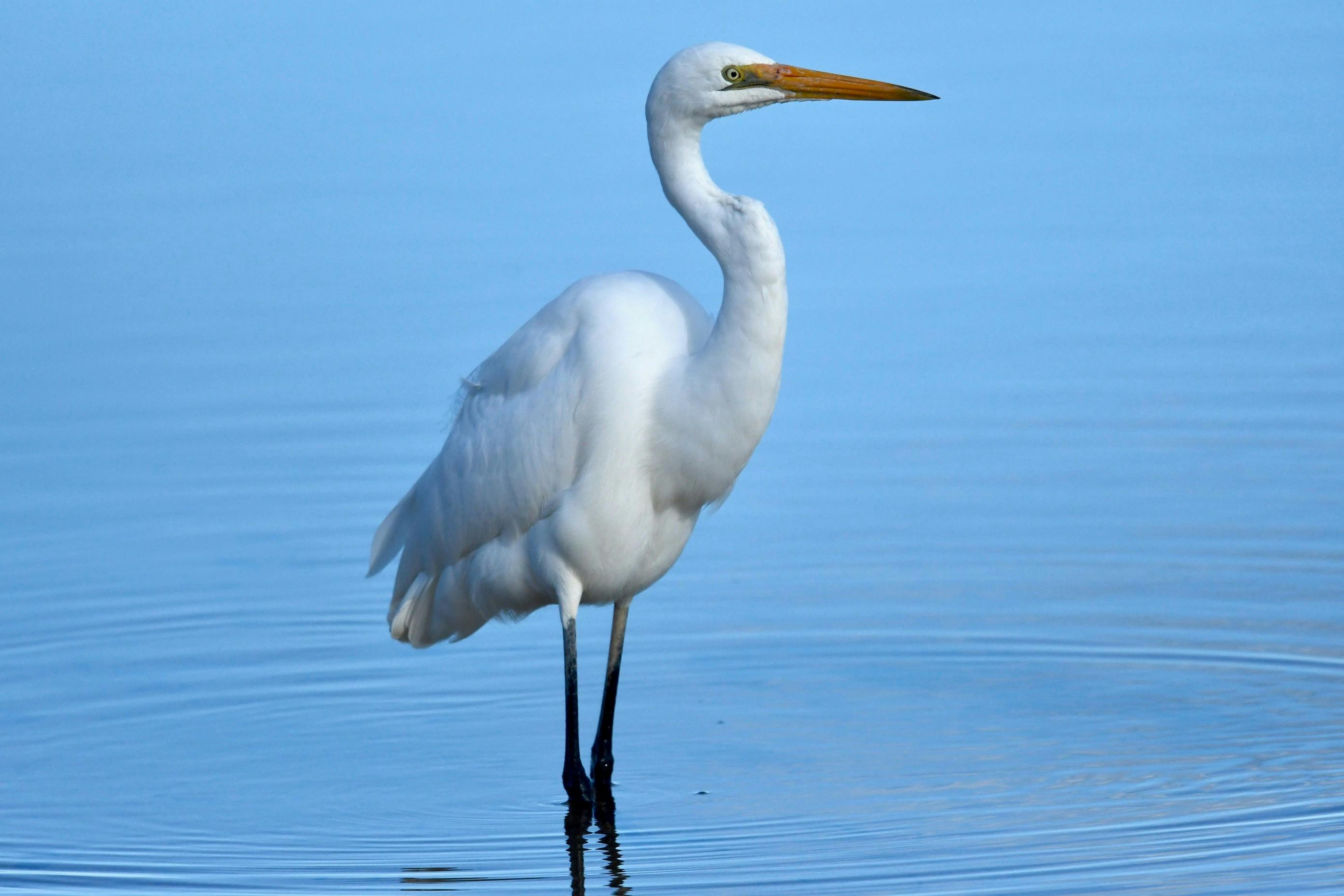Great Egret