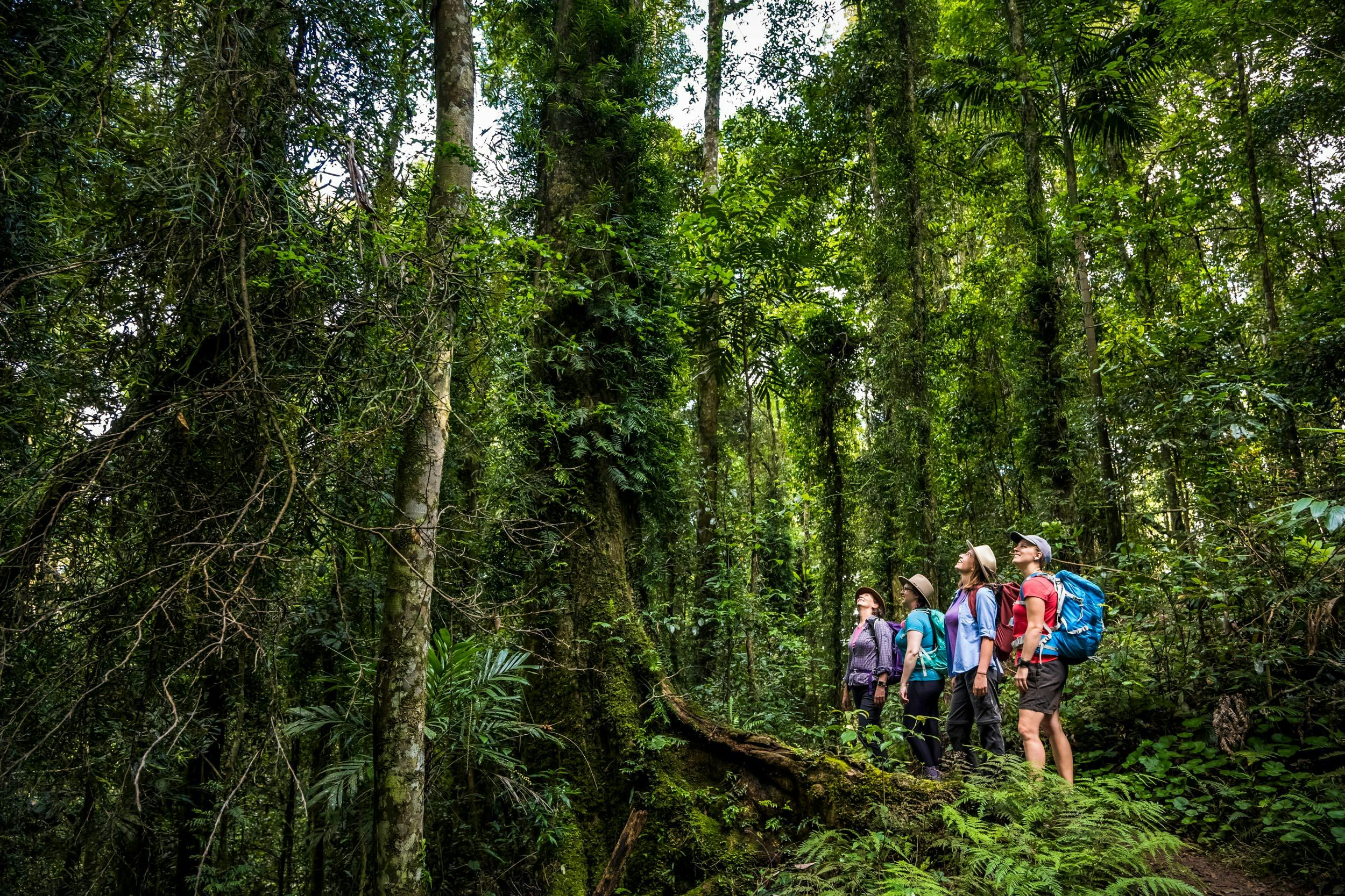 Lamington National Park guided walk