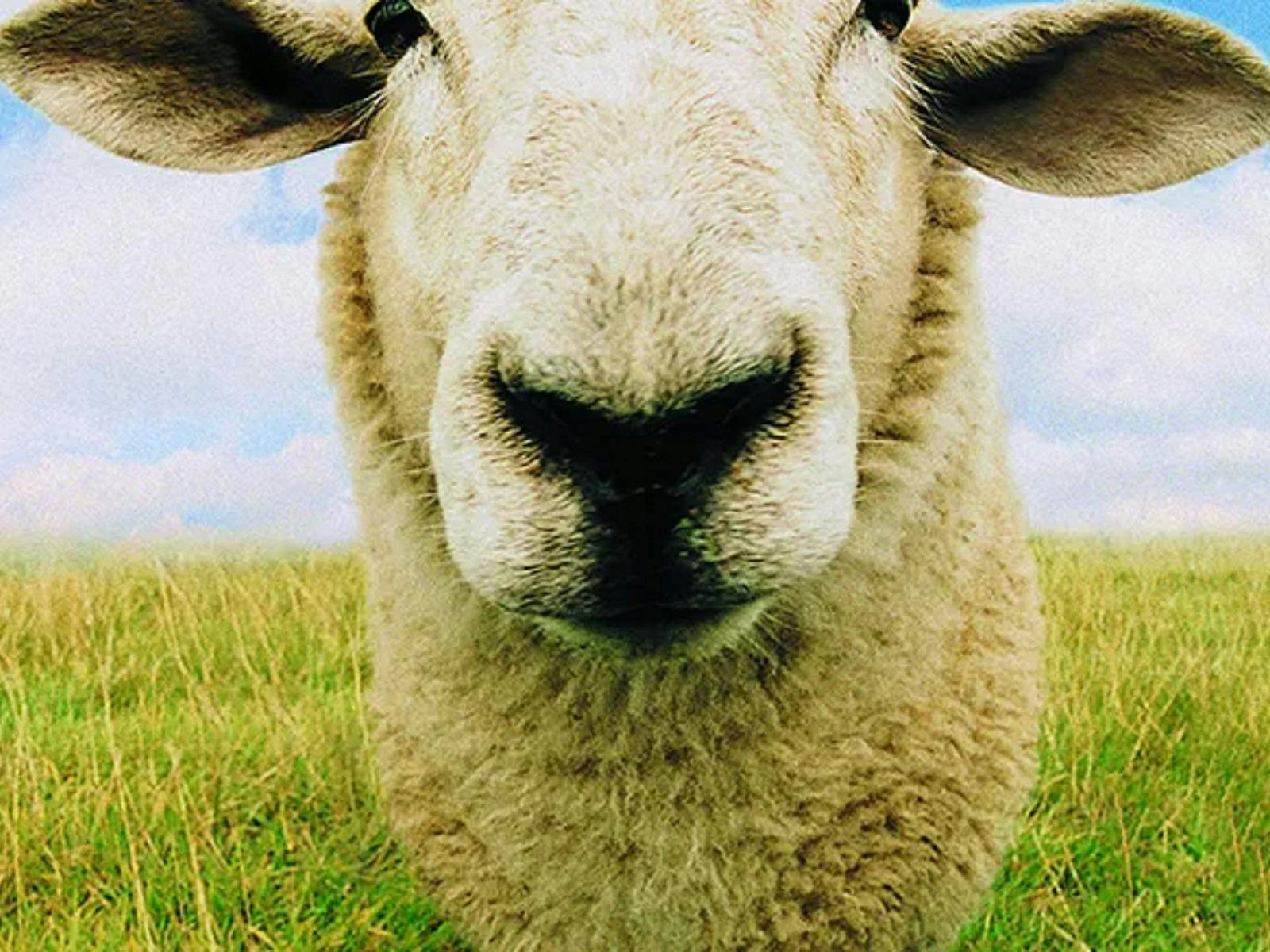 Sheep Shears Charm, Farming