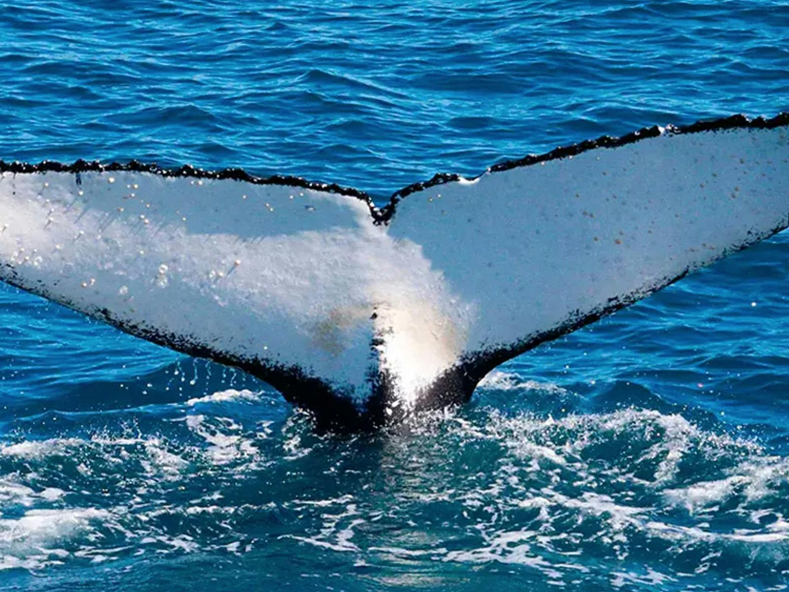 Whale Watching Tour