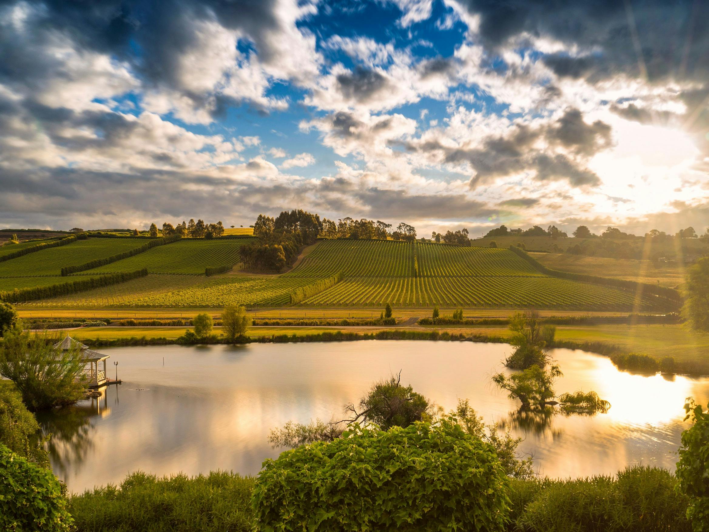 sun setting with lake and vines at vineyard