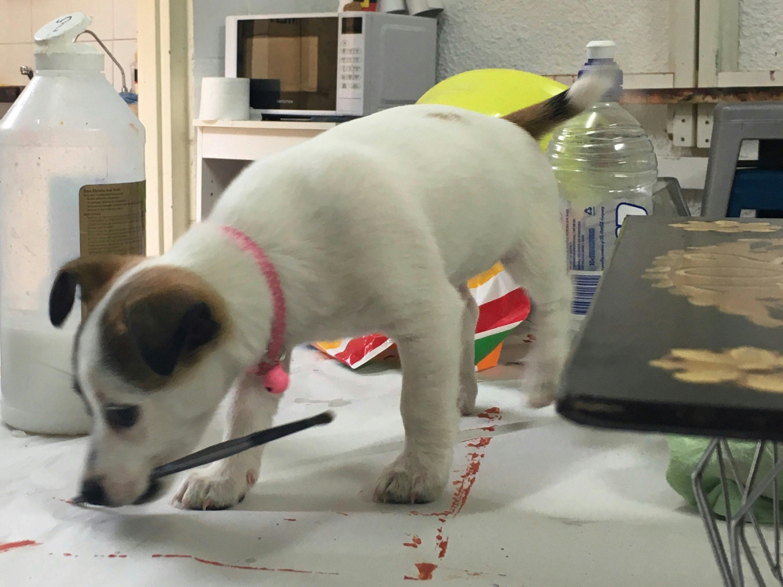 Frida, the puppy with the paintbrush