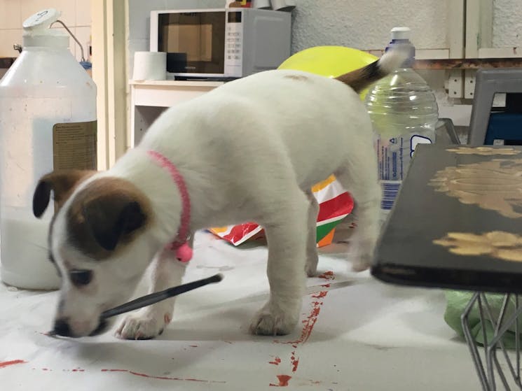 Frida, the puppy with the paintbrush