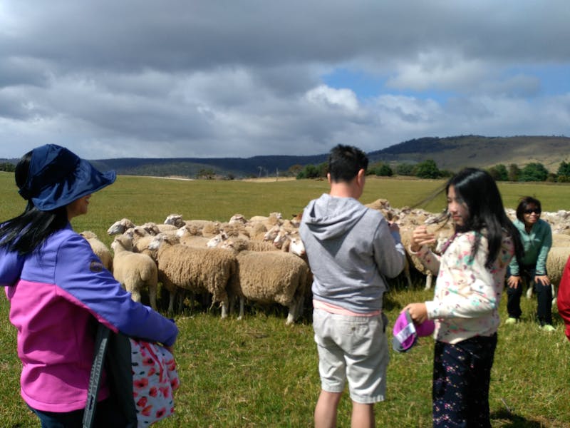 Clients viewing a working sheepdog demonstration rounding up sheep