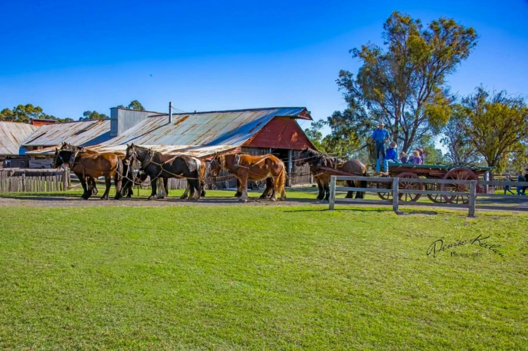 Marlie Heavy Horse team at the historic Jondaryan Woolshed