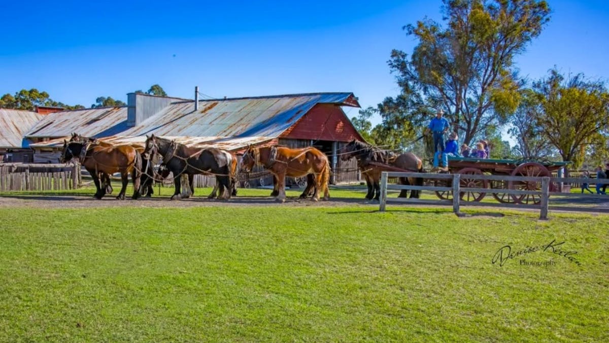Marlie Heavy Horse team at the historic Jondaryan Woolshed