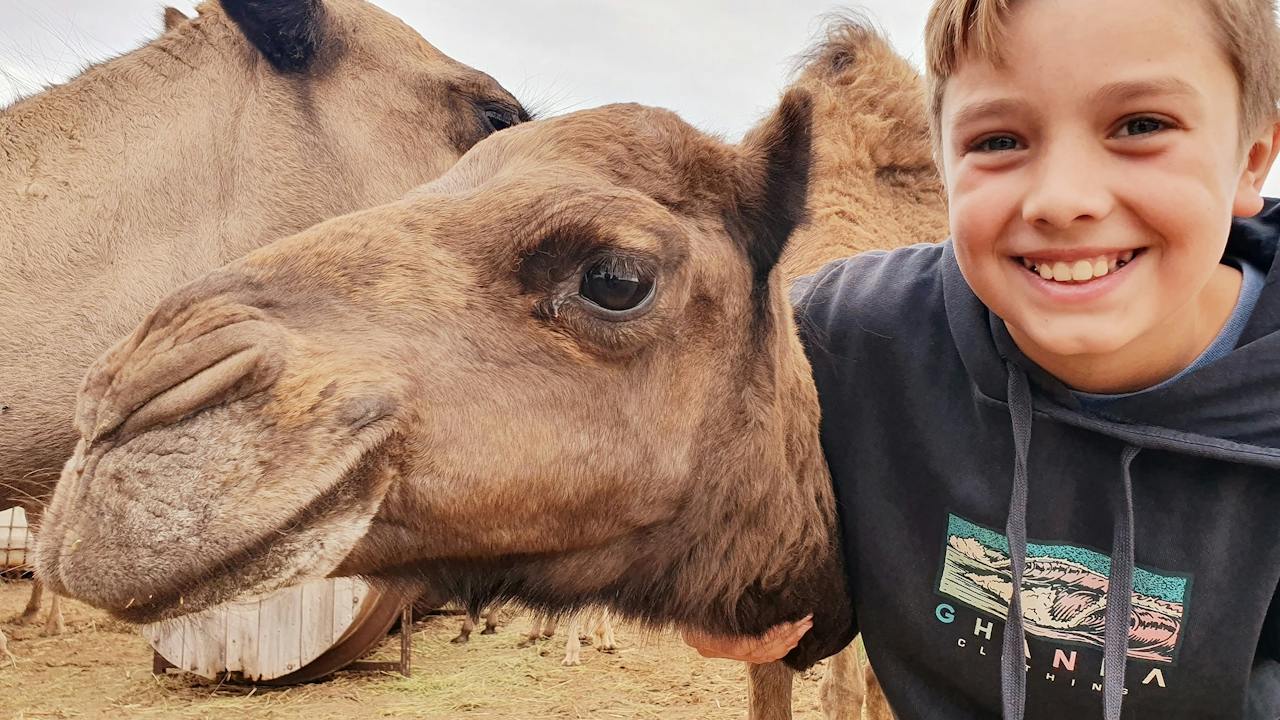 Little boy and camel