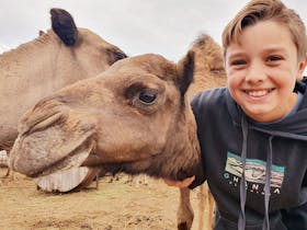 Little boy and camel