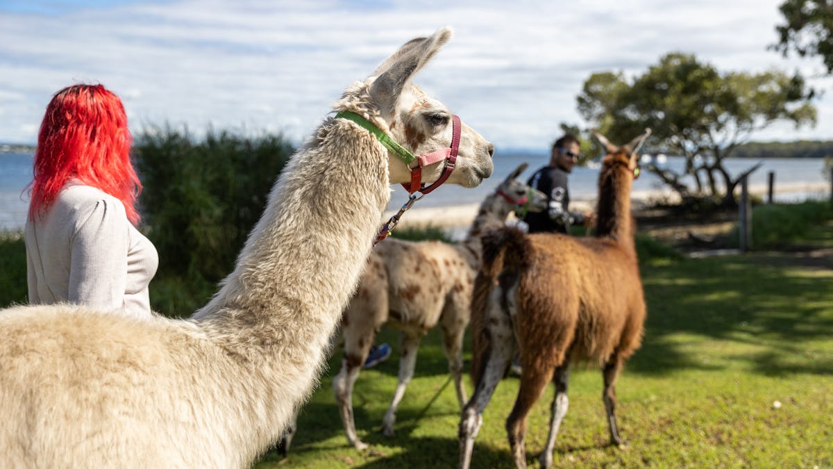 Take a llama for a walk beside the beach at Bribie
